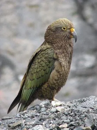 Parrot Kea - oi ucigaș