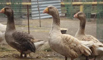 Előnyök, hátrányok és költségek egyre liba Linda