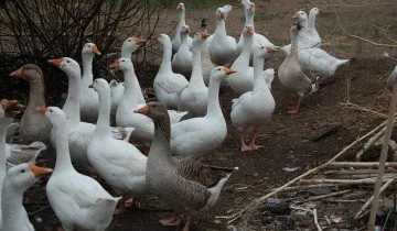 Avantaje, dezavantaje și costul de creștere gâște Linda