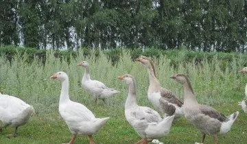 Avantaje, dezavantaje și costul de creștere gâște Linda