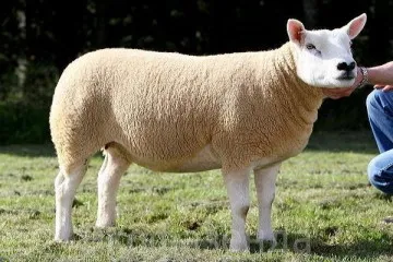 Texel порода овце, овце порода Тексел покупка, евтин за да купуват овце в Москва и нейните предградия,