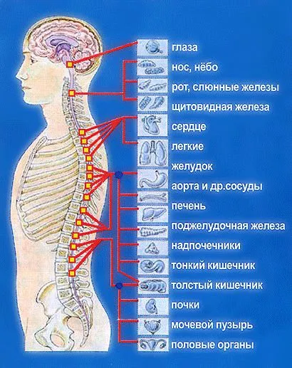 Coloana vertebrală, care protejează, care include