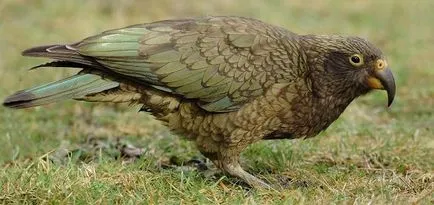 Parrot Kea - oi ucigaș