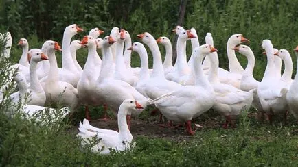 Rasă de gâscă Linda descriere, fotografii, caracteristici și răspunsuri ale agricultorilor (video)