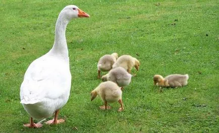 Breed liba Linda leírás, fényképek, jellemzőit és válaszok a gazdák (video)