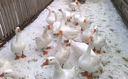 Rasă de gâscă Linda descriere, fotografii, caracteristici și răspunsuri ale agricultorilor (video)