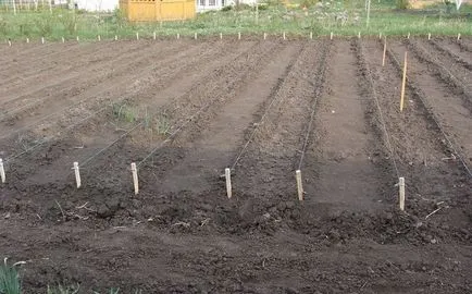 Plantarea în recomandările daikon-pas deschis la sol