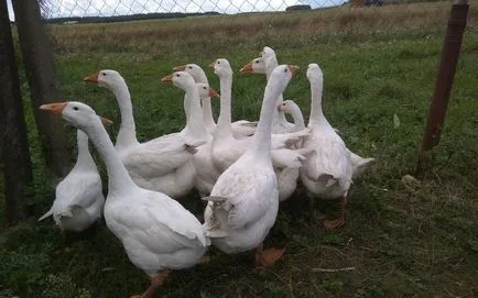 Rasă de gâscă Linda descriere, fotografii, caracteristici și răspunsuri ale agricultorilor (video)