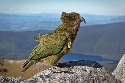 Kea Parrot - fotók, videók kea papagájok áldozatul