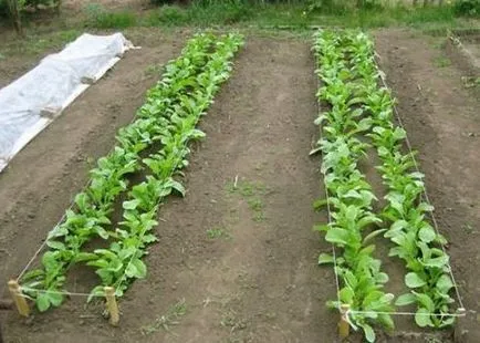 Plantarea în recomandările daikon-pas deschis la sol
