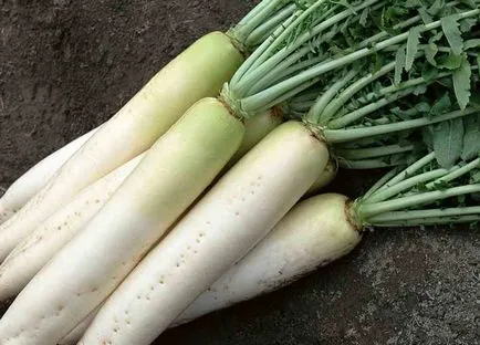 Plantarea în recomandările daikon-pas deschis la sol