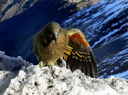 Kea Parrot - fotók, videók kea papagájok áldozatul