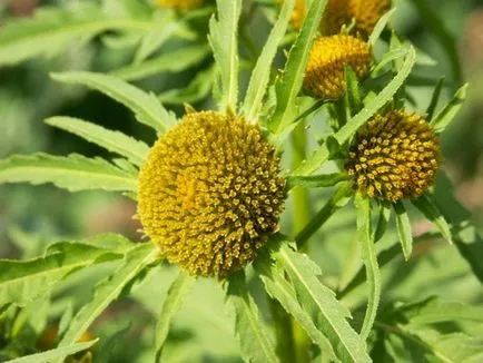 A megjelenése a gyermek allergiás pelenkák