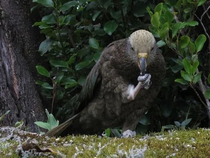 Kea Parrot - fotók, videók kea papagájok áldozatul