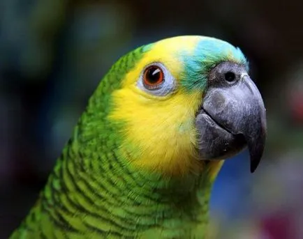 Fajta papagáj fotók és fajnév