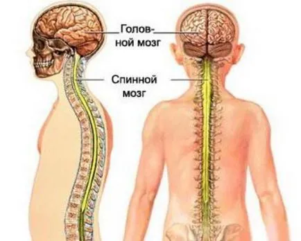 Coloana vertebrală, care protejează, care include