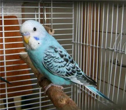 Порода папагали със снимки и имена на видовете