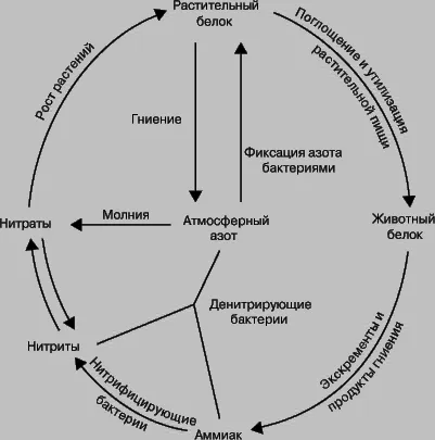 азотна киселина