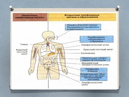 Prezentarea la lecția privind imunitatea biologiei