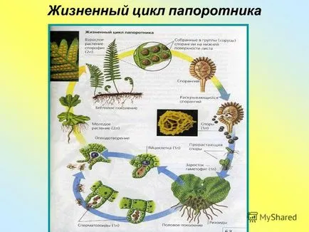 Представяне на папрати