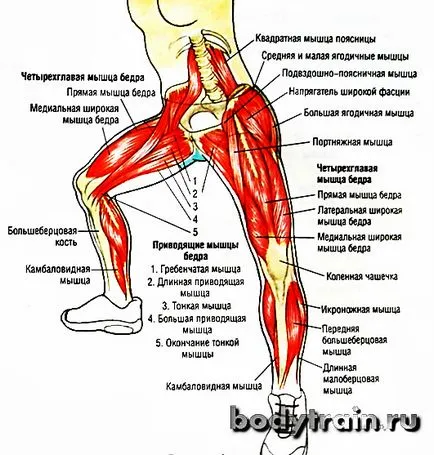 genuflexiuni Plie - utilaje de performanță corespunzătoare!