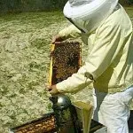 méhcsalád fejlődését tavasszal, mint egy gyors felfutási