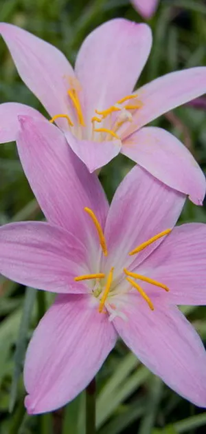 Zephyranthes növény - ez cserepes növények zephyranthes a fotó és az ő véleményét - egy felkapaszkodott, fehér, rózsaszín