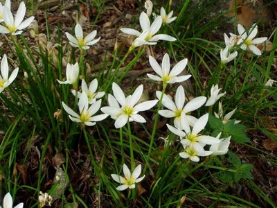 Zephyranthes növény - ez cserepes növények zephyranthes a fotó és az ő véleményét - egy felkapaszkodott, fehér, rózsaszín