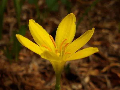 Zephyranthes de plante - acest ghivece cu plante zephyranthes în fotografie și opiniile sale - un ciocoi, alb, roz