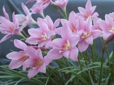 Zephyranthes növény - ez cserepes növények zephyranthes a fotó és az ő véleményét - egy felkapaszkodott, fehér, rózsaszín