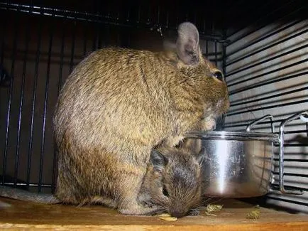 degus de reproducție toate despre degus