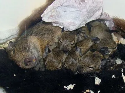 degus de reproducție toate despre degus