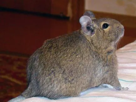 degus de reproducție toate despre degus