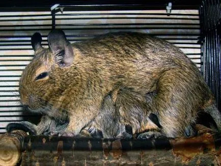 Tenyésztési degus szól degus