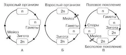 Рената Petrosova - възпроизводството на организмите - страница 5