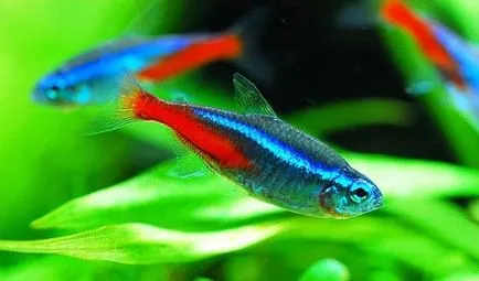 Fish neon tartalom, kompatibilitás, tenyésztés, fajok, fotók, videók, akváriumok
