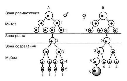 Рената Petrosova - възпроизводството на организмите - страница 5