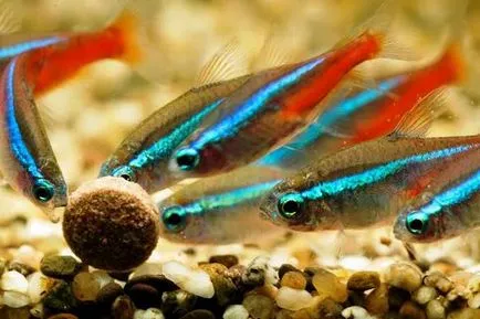 Fish neon tartalom, kompatibilitás, tenyésztés, fajok, fotók, videók, akváriumok