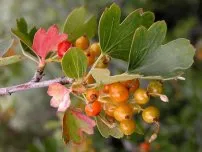 Gradinarit Rowan - Hrănirea udare și cultură, cultivator (conac)