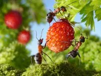 Gradinarit Rowan - Hrănirea udare și cultură, cultivator (conac)