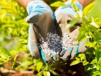 Gradinarit Rowan - Hrănirea udare și cultură, cultivator (conac)