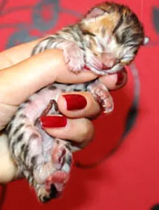 Születések Bengáli macska