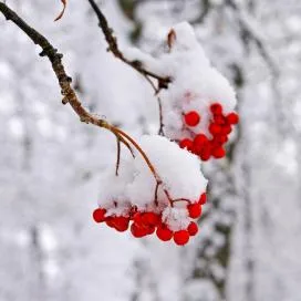 Планински пепел в градината