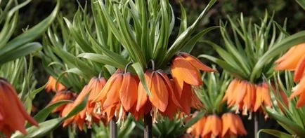 Imperial fritillary ültetés és gondozás a nyílt terepen