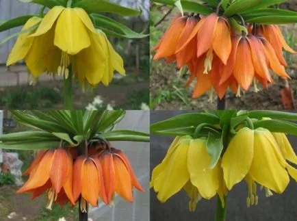 Imperial fritillary засаждане и грижи в открито поле