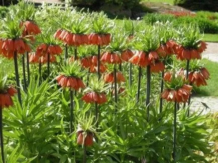 Imperial fritillary ültetés és gondozás a nyílt terepen