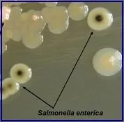 Salmoneloza este o acută intestinală otrăvire, simptome, tratament