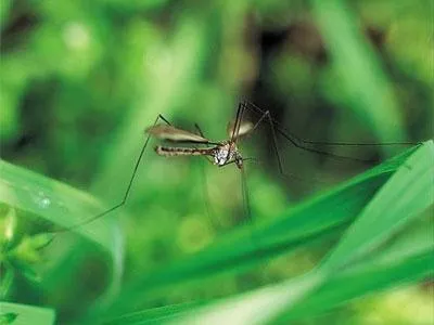 Mosquito femei și la bărbați - total inutilă în natură