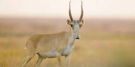 A tatárantilopjának (Saiga) - leírás, típusú, fotó, ahol él, mit eszik