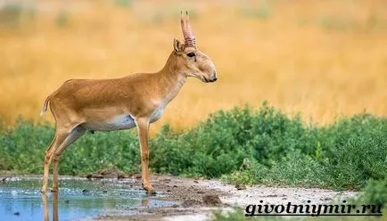 animal Saiga